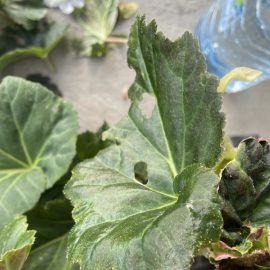 Begonia, a pest that eats its leaves ARM EN Community