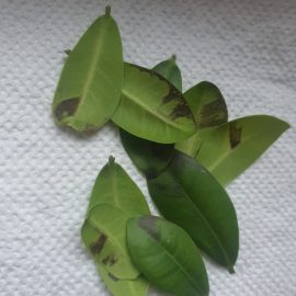 Bonsai, black spots on the leaves ARM EN Community
