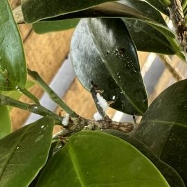 Bonsai, white spots and massive leaf loss – mealybugs ARM EN Community