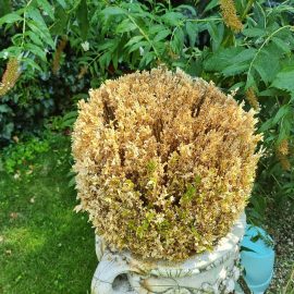 Boxwood, complete yellowing, irreversible wilting ARM EN Community