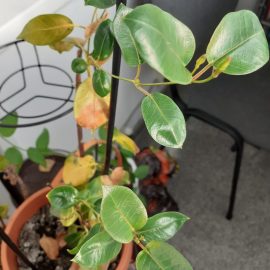 Brazilian jasmine, leaves with spots ARM EN Community