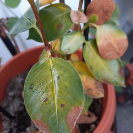 Brazilian jasmine, leaves with spots ARM EN Community
