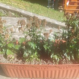 Chrysanthemums, dried flowers and green leaves ARM EN Community