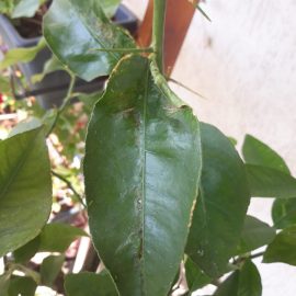 Citrus plants, twisted, perforated leaves with black spots ARM EN Community