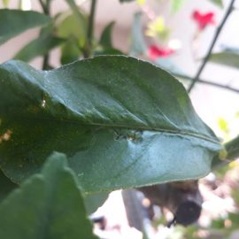 Citrus plants, twisted, perforated leaves with black spots ARM EN Community