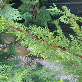 Coniferous trees and shrubs, Leylandii – slow growing, slight yellowing ARM EN Community