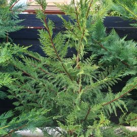 Coniferous trees and shrubs, Leylandii – slow growing, slight yellowing ARM EN Community