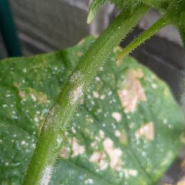 Cucumbers, yellow leaves, covered with mold ARM EN Community