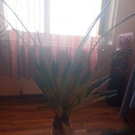 Cycas palm tree with a flowerpot too small, transplanting ARM EN Community