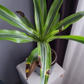 Dracaena, black spots with a yellow outline on the leaves ARM EN Community