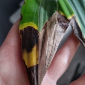 Dracaena, black spots with a yellow outline on the leaves ARM EN Community