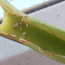 I think there are mealybugs on my plant ARM EN Community