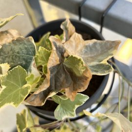Ivy, brown spots, dry leaves ARM EN Community