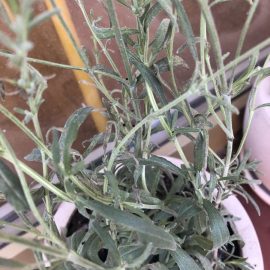 Lavender, small pests like fleas and webs (mite attack) ARM EN Community
