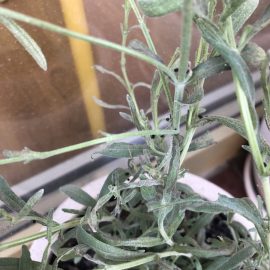 Lavender, small pests like fleas and webs (mite attack) ARM EN Community