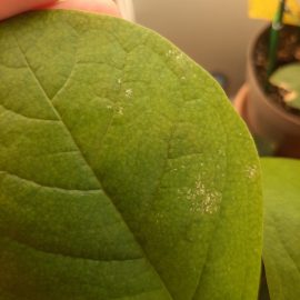 Magnolia, with mouldy/powdery-looking spots on the leaves ARM EN Community