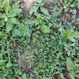 Monocotyledonous weeds, ragweed ARM EN Community