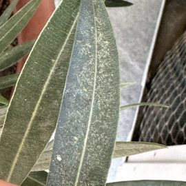 Oleander, attacked by pests (mites) ARM EN Community