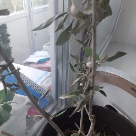 Olive tree, this is the second time its leaves have dried out ARM EN Community