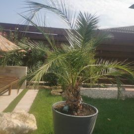 Palm tree, Phoenix canariensis – the leaves do not appear to be those of a healthy plant ARM EN Community