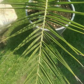 Palm tree, Phoenix canariensis – the leaves do not appear to be those of a healthy plant ARM EN Community
