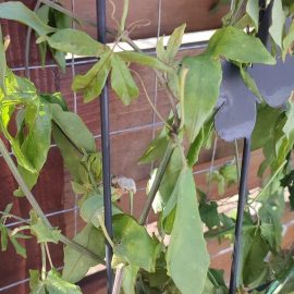 Passiflora, it has suddenly wilted ARM EN Community