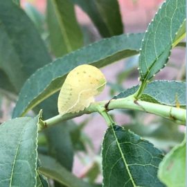 Peach tree, caterpillar on the stem and curled up leaves ARM EN Community