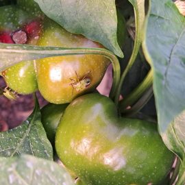 Peppers, The southern green stink bug ARM EN Community