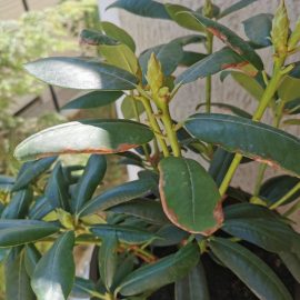Rhododendron with brown spots on the leaves ARM EN Community