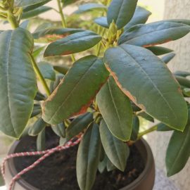 Rhododendron with brown spots on the leaves ARM EN Community
