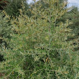 Sea buckthorn, the leaves are turning yellow ARM EN Community