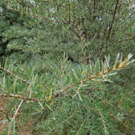 Sea buckthorn, the leaves are turning yellow ARM EN Community
