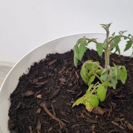 Tomatoes – discoloration spots on the leaves ARM EN Community