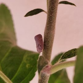 Apple tree, citrus flatid planthopper ARM EN Community