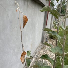 Apple tree, dried branch ARM EN Community