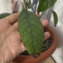 Avocado, brown spots on the leaves ARM EN Community