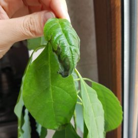Avocado, with partially yellowed leaves that fall off after transplanting. ARM EN Community