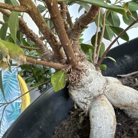 Bonsai, aerial roots on the stem ARM EN Community