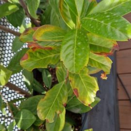 Cherry laurel – yellow, scorched leaves ARM EN Community