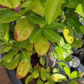 Cherry laurel – yellow, scorched leaves ARM EN Community
