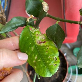 Lemon tree with pierced leaves, caterpillar attack and scale insects ARM EN Community
