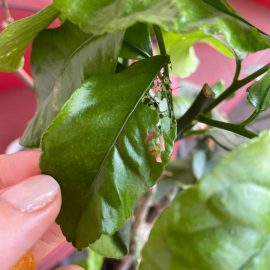 Lemon tree with pierced leaves, caterpillar attack and scale insects ARM EN Community