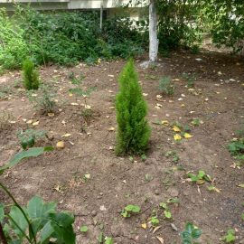 Coniferous trees and shrubs, the cypress dries after planting ARM EN Community