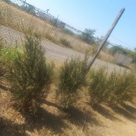 Coniferous trees and shrubs, Thuja drying out due to drought ARM EN Community