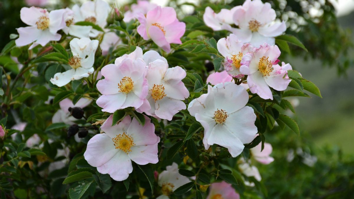 Dog-rose, planting guide and care tips
