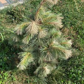 Fir tree and pine – they dry very quickly ARM EN Community