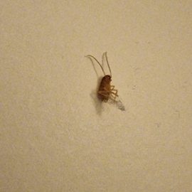 Cockroaches, I find these dead bugs all around the house ARM EN Community