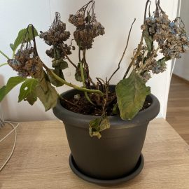 Hydrangea, Withering plant ARM EN Community