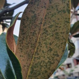 Magnolia grandiflora with leaf spots ARM EN Community