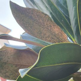 Magnolia grandiflora with leaf spots ARM EN Community